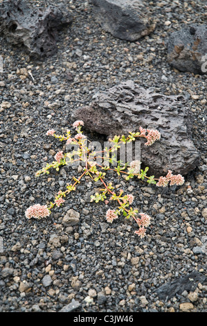 Flore dh pierres de lave du volcan LANZAROTE lave volcanique de plus en plus de fleurs Banque D'Images