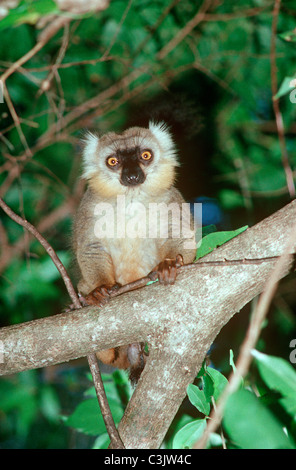 Lémurien brun de Sanford (Eulemur sanfordi : Lemuridae) mâle en forêt tropicale sèche, Madagascar Banque D'Images