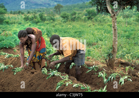 La Tanzanie. couple la plantation de patates douces. Banque D'Images