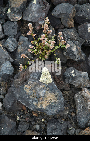 Flore dh pierres de lave du volcan Lanzarote avec des pierres précieuses et des cristaux d'olivine flower Banque D'Images