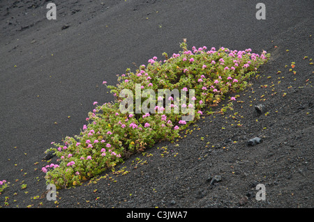 Flore Fleurs dh Lanzarote sur pente de cendres volcan lave Banque D'Images