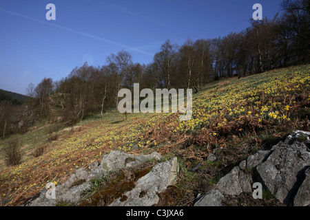 Wilde Narzissen, Narcisse pseudonarcissus jonquille Sauvage, Perlenbachtal, Deutschland, Allemagne Banque D'Images