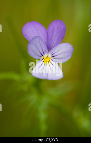 Gewoehnliches Stiefmuetterchen, Viola tricolor, Heartsease , Hochflaeche Dreiborner, Plateau, Deutschland, Allemagne Banque D'Images