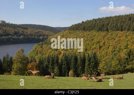 Mit Blick auf die Oleftalsperre Rotwild im Vordergrund, Cervus elaphus, Red Deer, barrage Olef, Deutschland, Allemagne Banque D'Images