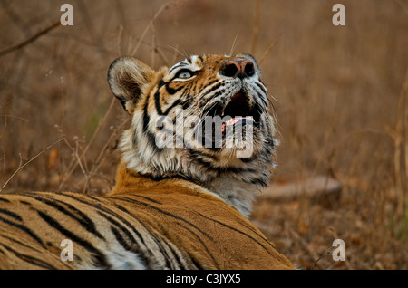 Tête d'un tigre du Bengale femelle à Ranthambhore national park Banque D'Images