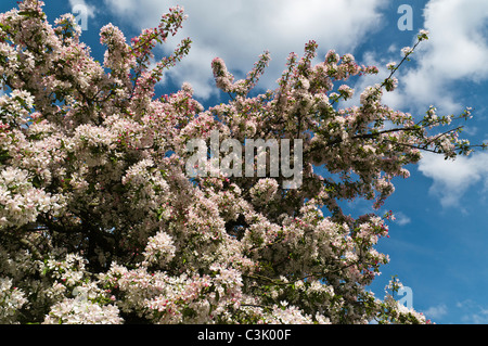 dh Hartcliffe CHERRY BLOSSOM UK Springtime pale pink cherry blossom tree branches prunus serrulata branch Banque D'Images