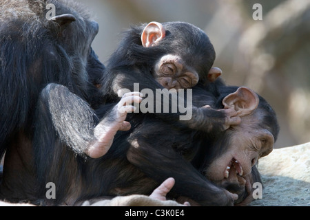 Junge Schimpansen beim Spielen, Pan troglodytes chimpanzé commun, jouer Banque D'Images