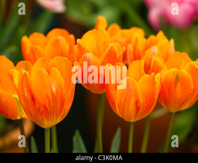 Tulipa 'Princesse Irene' ou 'Prinses Irene, seul début de tulipes Banque D'Images