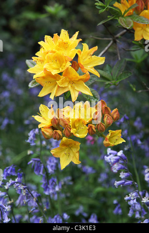 Rhododendrons et jacinthes en fleurs au printemps à Westonbirt Arboretum, Gloucestershire Banque D'Images