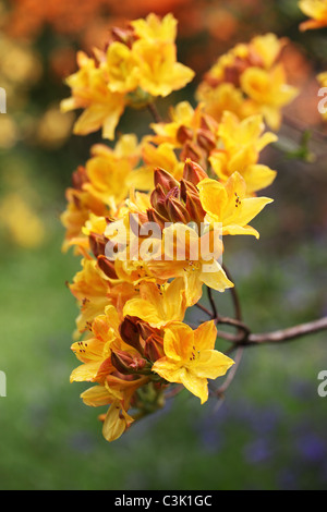 Close up d'une orange au printemps la floraison des rhododendrons à Westonbirt Arboretum, Gloucestershire Banque D'Images