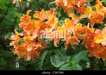 Printemps à Westonbirt Arboretum, Gloucestershire. Plan Macro sur un Rhododendron orange Banque D'Images