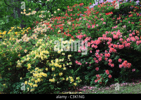 Rhododendrons au printemps à Westonbirt Arboretum, Gloucestershire Banque D'Images