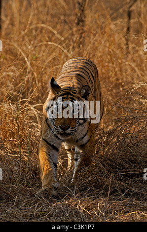 Bengal Tiger walking dans la prairie dans le parc national de Ranthambhore Banque D'Images