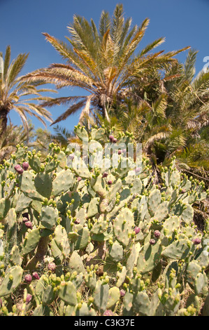 Indian fig opuntia, Barbary fig, ou figuier de Barbarie (Opuntia ficus-indica) avec des fruits mûrs, Tunis, l'Afrique Banque D'Images