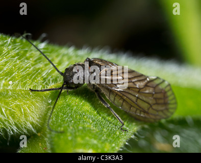 Alder fly (Sialis lutaria), adulte Banque D'Images