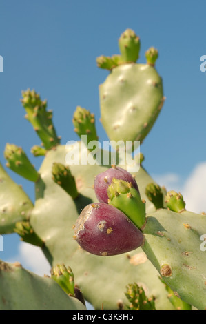 Indian fig opuntia, Barbary fig, ou figuier de Barbarie (Opuntia ficus-indica) avec des fruits mûrs, Tunis, l'Afrique Banque D'Images