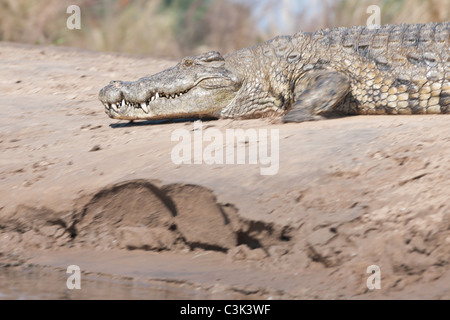 Un crocodile du Nil diminution d'une plage de sable dans la rivière Zambèze Banque D'Images