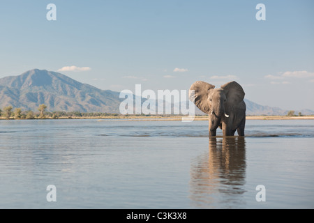 Un éléphant mâle promenades à travers le fleuve Zambèze dans Mana Pools National Park