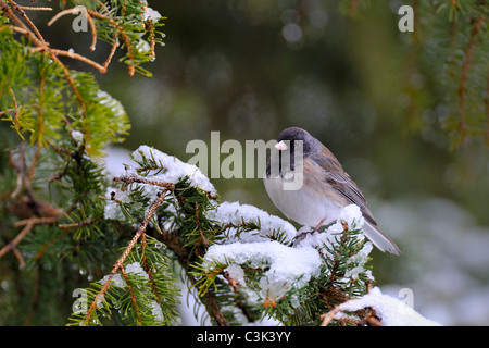 Un Dark-eyed Junco perché sur une branche d'épinette Banque D'Images