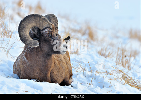 Un mouflon portant sur une colline couverte de neige Banque D'Images