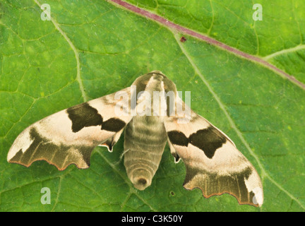 Tilleul Hawk Moth  Mimas tiliae Banque D'Images