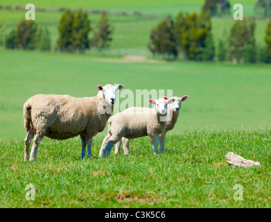Pâturage des moutons Banque D'Images