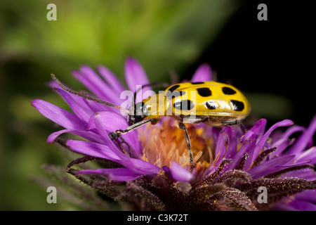 Repéré du concombre (Diabrotica undecimpunctata) sur l'aster. Banque D'Images