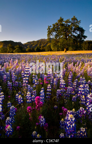 Domaine de lupin et le trèfle du hibou fleurs sauvages au printemps, Ventana Wilderness, los Padres National Forest, Californie Banque D'Images