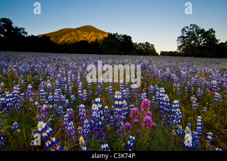 Domaine de lupin et le trèfle du hibou fleurs sauvages au printemps, Ventana Wilderness, los Padres National Forest, Californie Banque D'Images