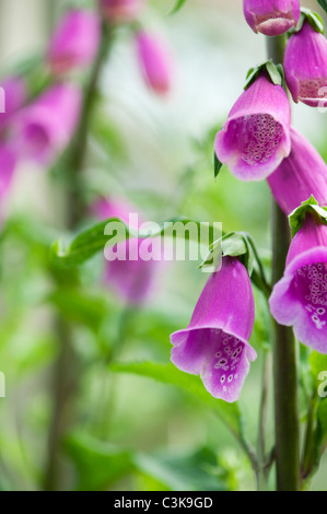 Digitalis purpurea. Gros plan des fleurs Banque D'Images