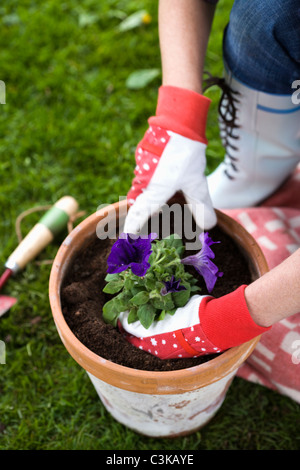 Les mains d'une femme la définition d'une fleur dans un pot. Banque D'Images