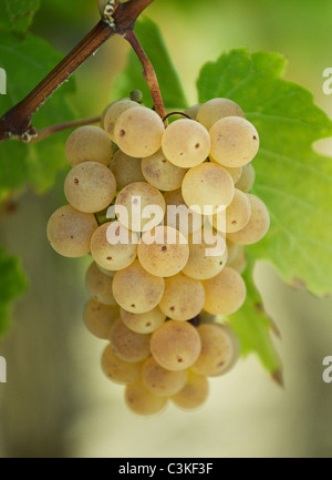 Des tas de raisin blanc accroché sur vigne, close-up Banque D'Images