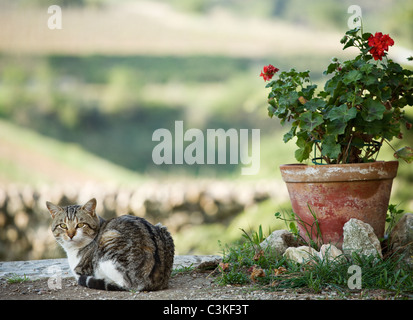 Cat sitting par pot de fleurs Banque D'Images