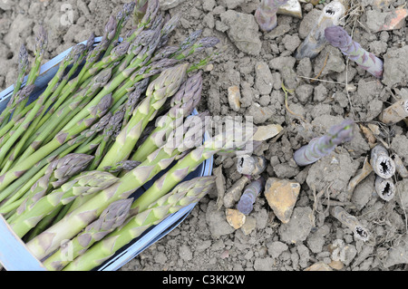 Les asperges, lances fraîchement coupé en bleu trug sur sol, variété 'cito', UK, Mai Banque D'Images