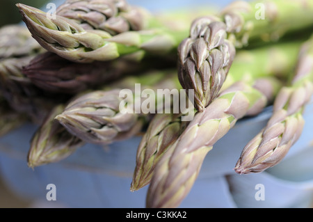 Les asperges, lances fraîchement coupé en bleu trug close up shot, variété 'cito', UK, Mai Banque D'Images