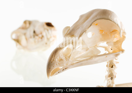 Studio shot of bird skull sur fond blanc Banque D'Images