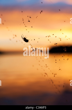 Silhouette d'araignée sur le coucher du soleil contre web Banque D'Images