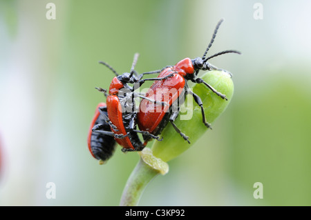 La faune Le jardin lily beetle, Lilioceris lilii, groupe d'adultes sur les serpents head fritillary seed head, Norfolk, Angleterre, avril Banque D'Images