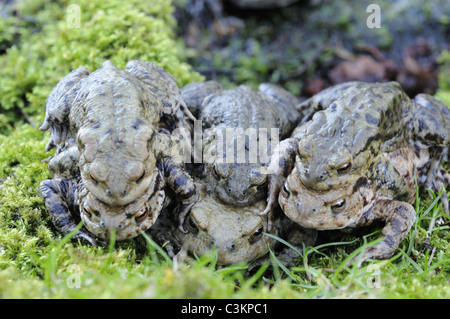 Crapaud commun, Bufo bufo, hommes et femmes, dans l'activité d'accouplement, Norfolk, UK, Mars Banque D'Images