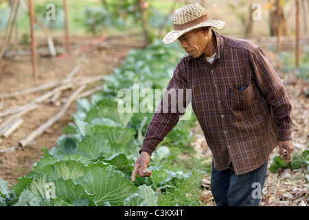 Asian thai farmer montrant le chou dans l'organique jardin Banque D'Images