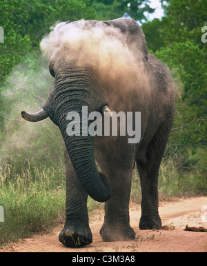 Bull elephant Loxodonta africana épousseter Mala Mala Afrique du Sud Kruger Banque D'Images