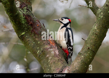 Pic épeiche mâle (Dendrocopos major) profil. Assis dans la fourche d'un arbre d'aubépine. L'hiver, Derbyshire, Royaume-Uni Banque D'Images