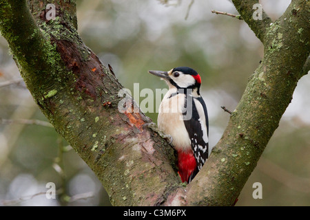 Pic épeiche mâle (Dendrocopos major) profil. Assis dans la fourche d'un arbre d'aubépine. L'hiver, Derbyshire, Royaume-Uni Banque D'Images