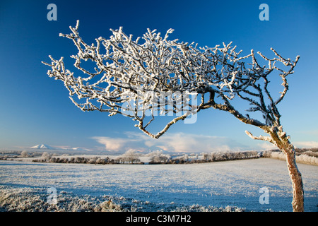 Wind-bent hawthorn tree couverts par l'hiver givre, Comté de Sligo, Irlande. Banque D'Images