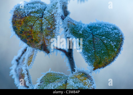 Feuilles en hiver givré, Comté de Sligo, Irlande. Banque D'Images