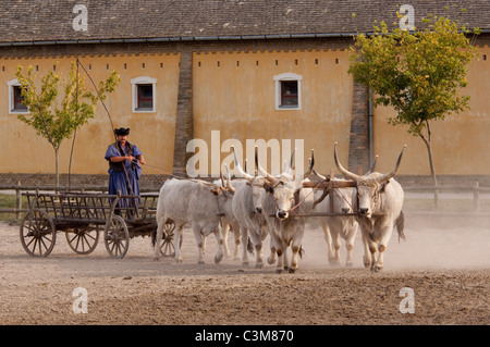 La Hongrie, Kalocsa. Ranch traditionnel hongrois. Gris hongrois, les bovins de race locale unique. Banque D'Images