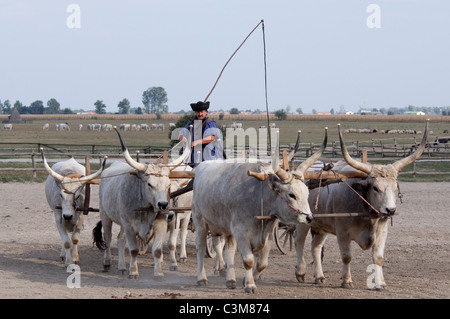 La Hongrie, Kalocsa. Ranch traditionnel hongrois. Gris hongrois, les bovins de race locale unique. Banque D'Images