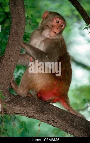 Singe macaque Rhésus (Macaca mulatta) femelle passereau : repos, Inde Banque D'Images