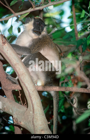 Singe vert ou callithrix (Cercopithecus aethiops sabaeus passereau :) dans forêt-galerie, Gambie Banque D'Images