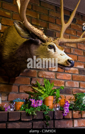 Trophée tête de cerf monté sur le mur dans la salle à manger à l'extrême ouest de taverne, Guadalupe, Californie Banque D'Images